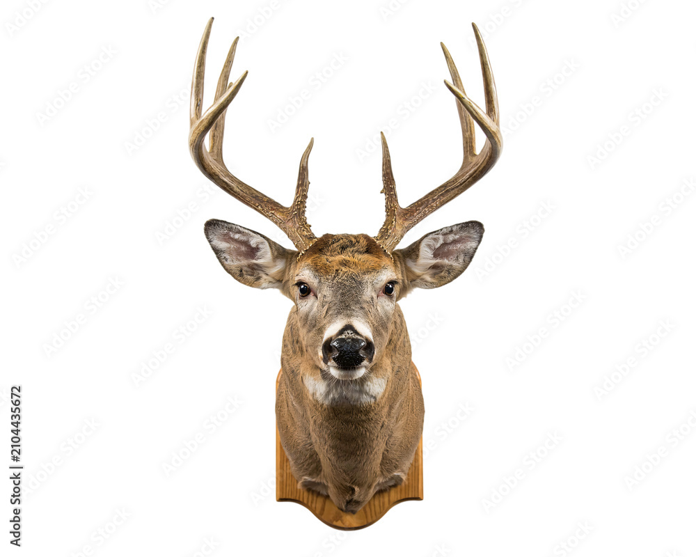 Photography Poster Whitetail deer head mount with large antlers