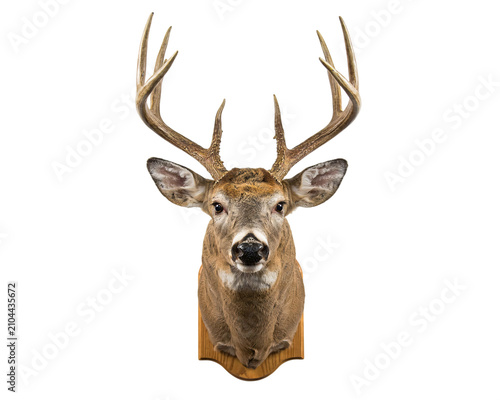 Fotografie Whitetail deer head mount with large antlers isolated on a transparent backgroun