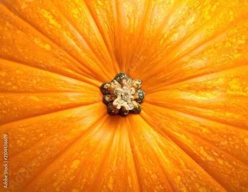 Vibrant orange pumpkin close up texture detail.