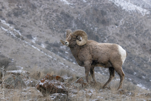 Bighorn Sheep