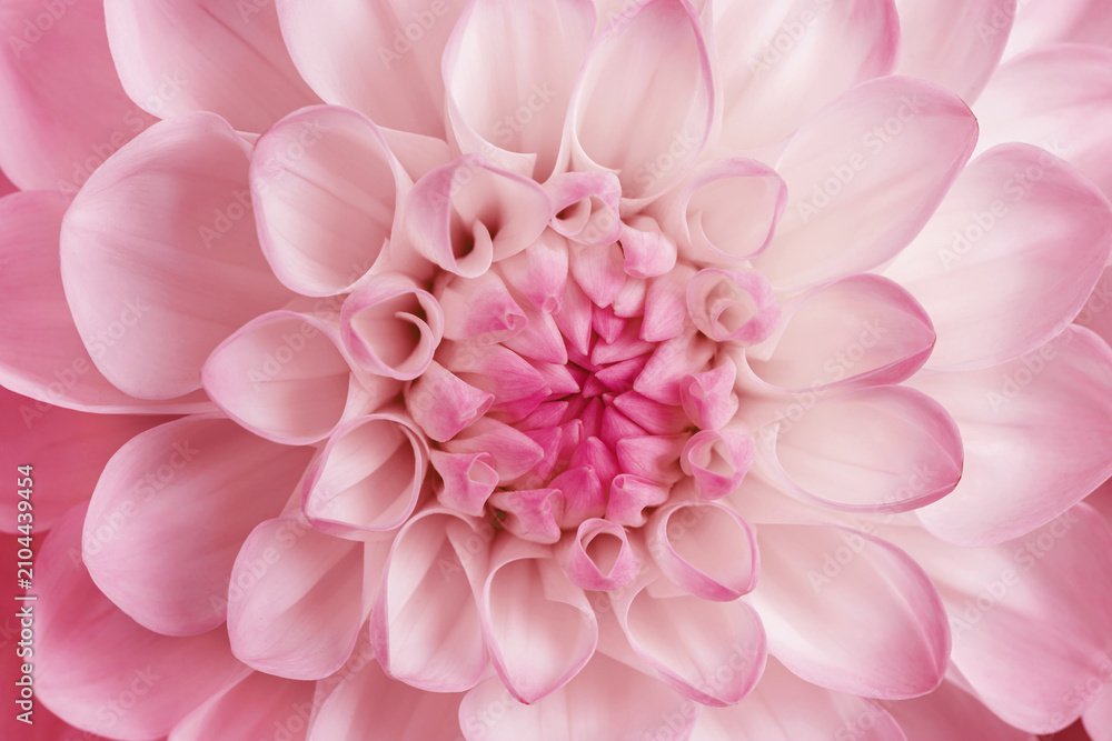 Fototapeta premium Flowery pattern of pink floral petals, natural flowering texture background. Macro photo of flower dahlia. Monochrome pink pastel colored aesthetic flower head with close up petals, beauty of nature.