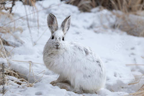 Snowshoe Hare