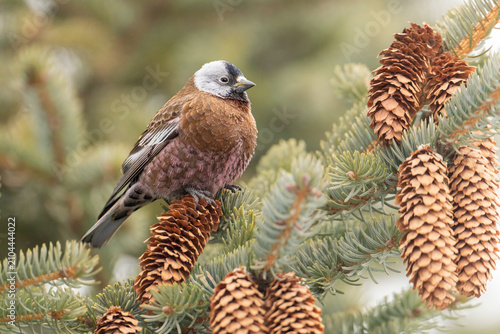Gray-crowned Rosy Finch