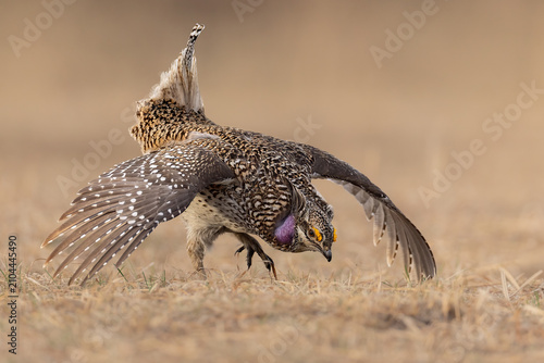 Foto Sharp-tailed Grouse