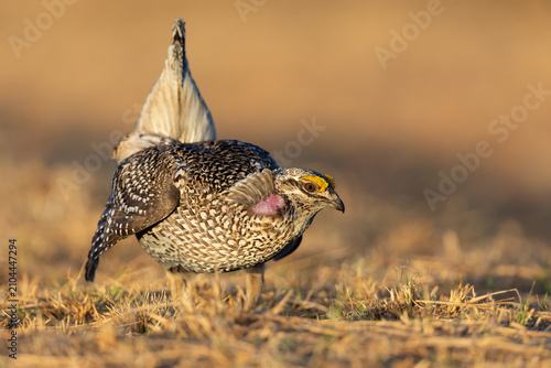 Картината върху платно Sharp-tailed Grouse