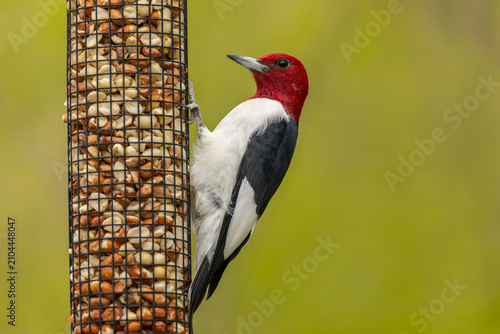 Photography Red-headed Woodpecker