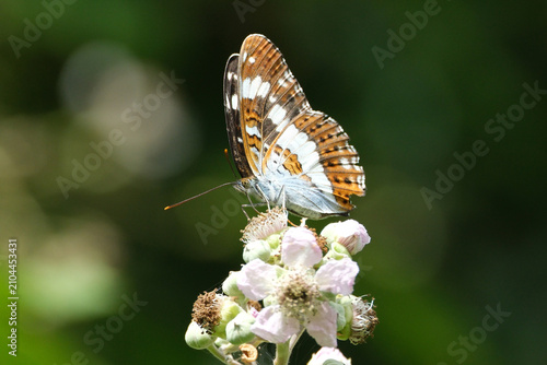 Cuadro en lienzo Close-up of a beautiful White Admiral butterfly underside showing colorful wing