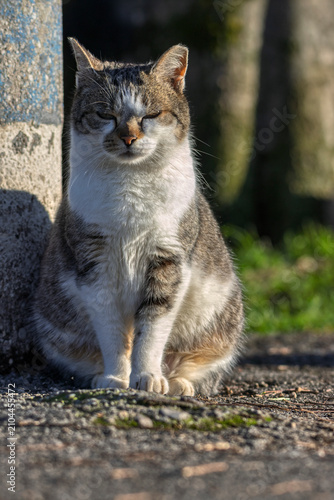 crogiolarsi al sole