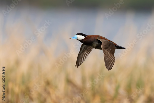 Fotografía Ruddy Duck male in flight