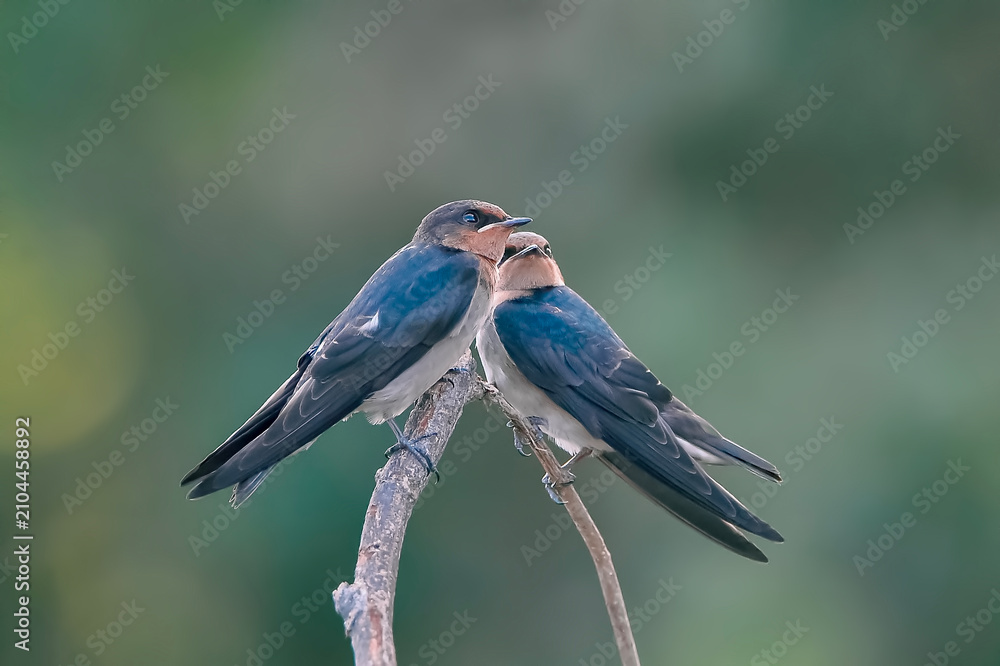 Obraz premium Two swallows perched closely together on a branch, captured in a calm and intimate wildlife moment. The soft green bokeh background highlights their gentle interaction in a natural habitat.