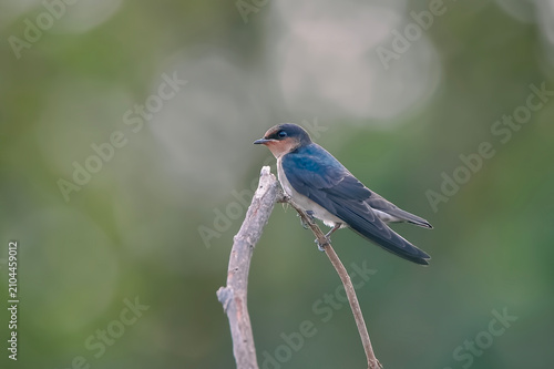 Canvastavla Close-up of a swallow sitting on a dry branch, photographed with shallow depth of field and smooth bokeh background in natural habitat
