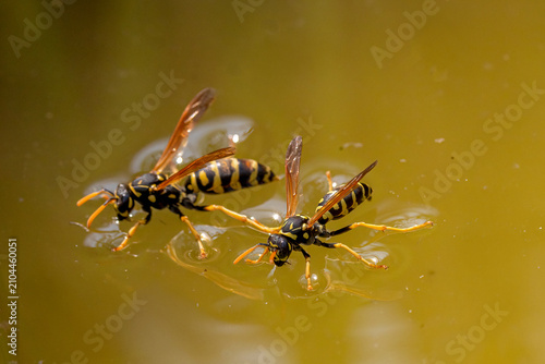Cuadro en lienzo Two yellow jacket wasps (Vespinae) are standing on the surface of yellow-tinted