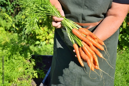 Konstfotografi Bunches of carrots, freshly dug from the ground, in the hands of a gardener