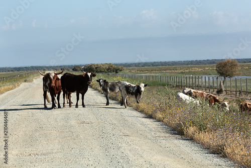 Vacas Marismeñas y crías en el Parque Nacional de Doñana, Huelva.