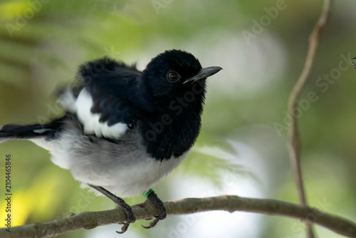 Fotografie a Oriental magpie robin on a tree branch