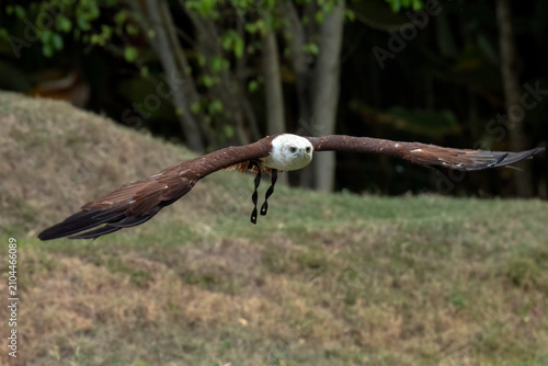 a brahminy kite eagle flying freely among the dense trees