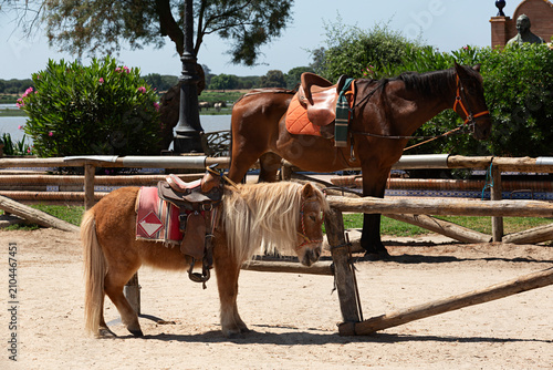 Paisaje con caballo y pony en El Rocío, Huelva.