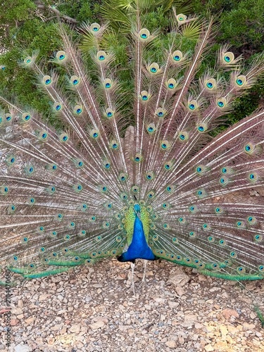 A beautiful peacock spreading its tail feathers 