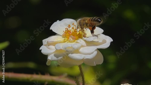  Bee, on white rose Flower. Honeybee and Rose. slow-motion.
