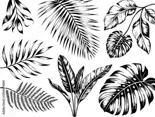 Foto Conjunto de hojas tropicales y botánico exótico dibujados a mano en estilo de ti
