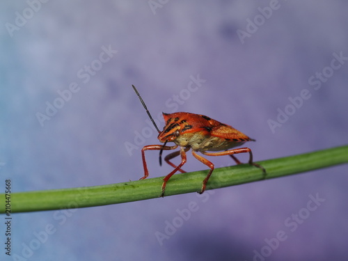 Macro detalle de una chinche de campo roja y dorada sobre un tallo verde. Fotografía de naturaleza con fondo colorido desenfocado, ideal para conceptos de biodiversidad y vida silvestre.