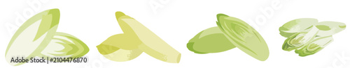 Fotografía Fresh Belgian endive set, chicory leaves and sliced witloof vegetable for healthy salad vector illustration