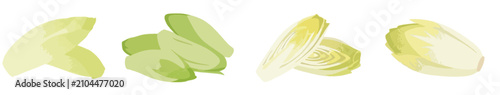 Foto Fresh Belgian endive set, chicory leaves and sliced witloof vegetable for healthy salad vector illustration