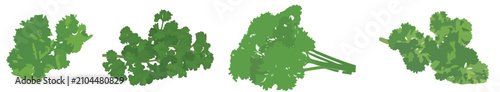Foto Fresh curly parsley leaves set, organic cilantro sprigs and green herb bunch for cooking vector illustration