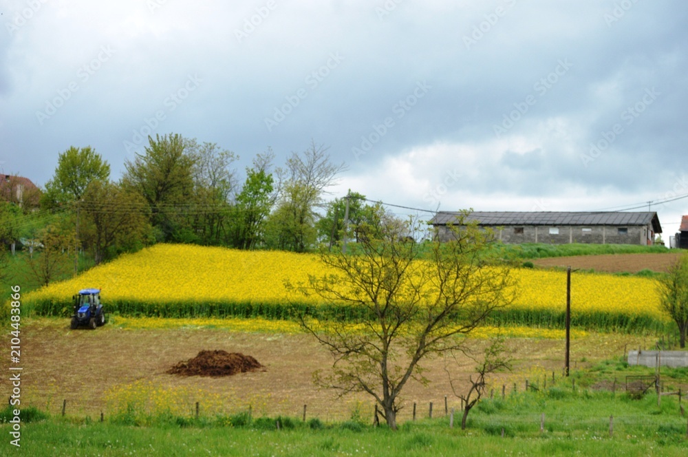 Fototapeta premium rapeseed field and blue tractor
