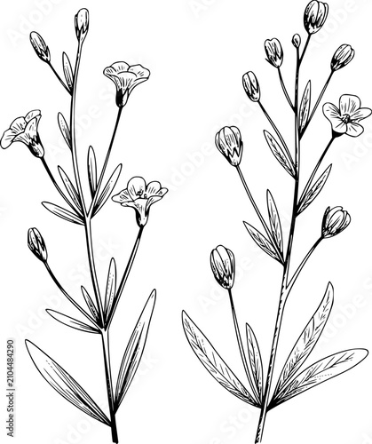 Botánico detallado en blanco y negro de dos tallos de flores silvestres con capullos y flores sobre fondo blanco