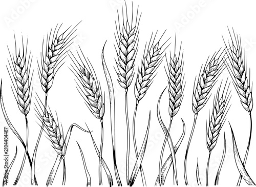Tableau sur toile Dibujo a mano detallado de tallos de trigo maduros aislados sobre un fondo blanc
