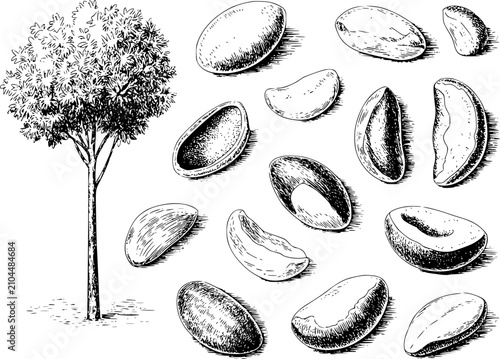 Fotografie Dibujo a mano de un árbol de nuez de Brasil y varias nueces de Brasil enteras y