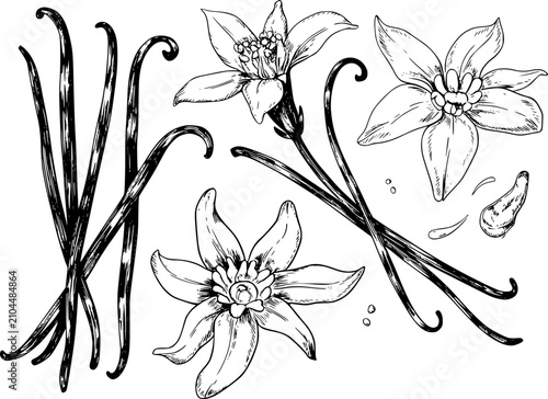 Fotografie Dibujo a mano de vainas y flores de vainilla, botánico en blanco y negro para co