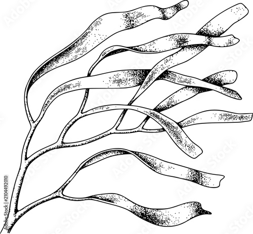 Foto Una línea botánica detallada en blanco y negro de una fronda de alga marina o pl