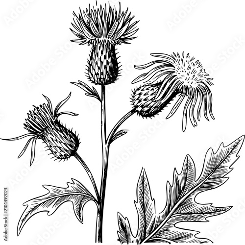 Canvastavla Un botánico detallado en blanco y negro de una planta de cardo con flores espino