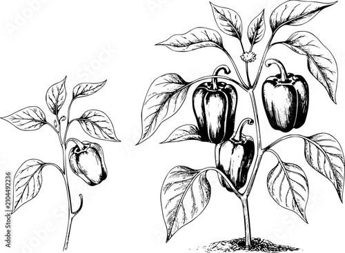 фотографія Línea en blanco y negro de plantas de pimiento con pimientos maduros creciendo e