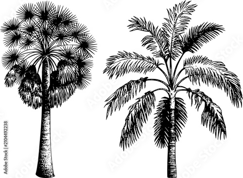 Fotografie Blanco y negro de dos tipos diferentes de palmeras tropicales aisladas sobre un