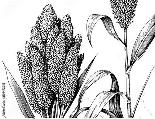 Obraz na płótnie Botánico detallado en blanco y negro de una planta de sorgo con cabezas de grano