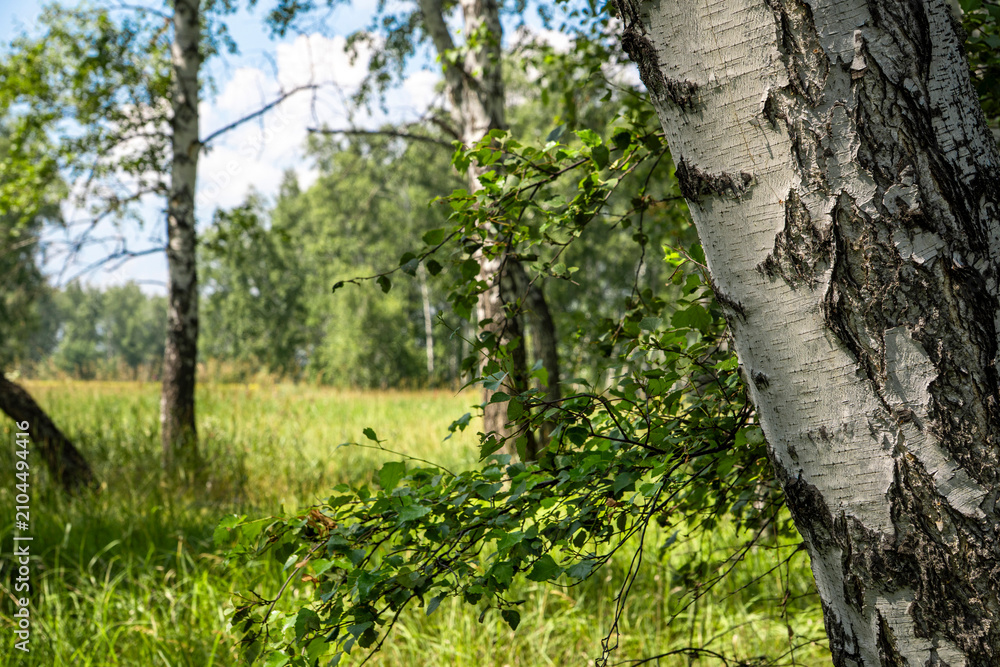 Fototapeta premium Birch tree trunk with green leafy branches beside a sunny meadow and forest