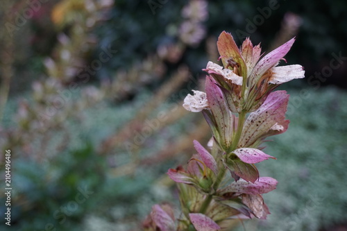 Canvas Print Close-up of acanthus mollis bears breeches flower spike in garden