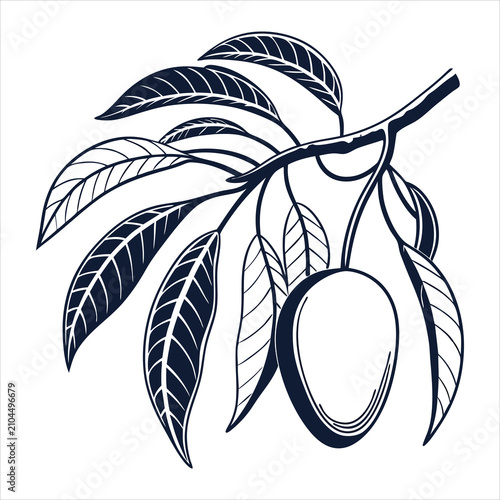 silhouette Mango on white background