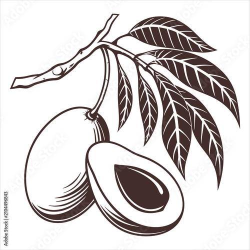silhouette Mango on white background