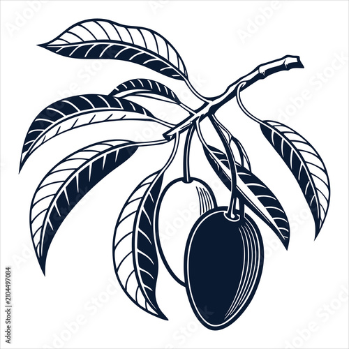 silhouette Mango on white background