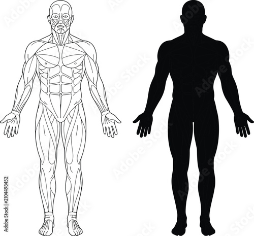 Human Muscular System Anatomy Vector Illustration with Front View Line Art and Silhouette