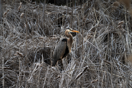 Heron in heeds