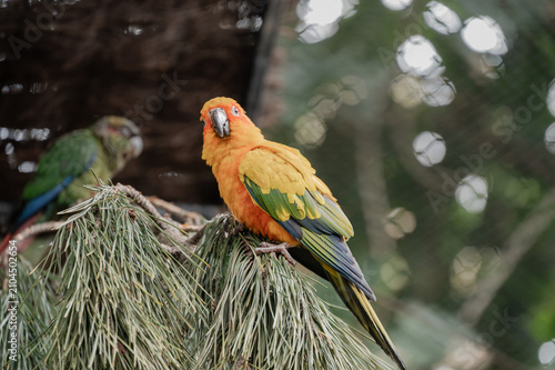 Colorful Sun Conure Perched on Pine Branches 