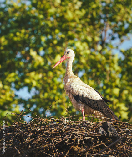 Obraz na płótnie White stork standing proud in its large twig nest against a background of lush green tree leaves and blue sky