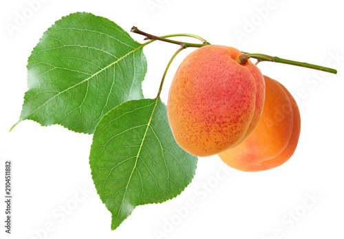 apricot green leaf isolated on white background. clipping path