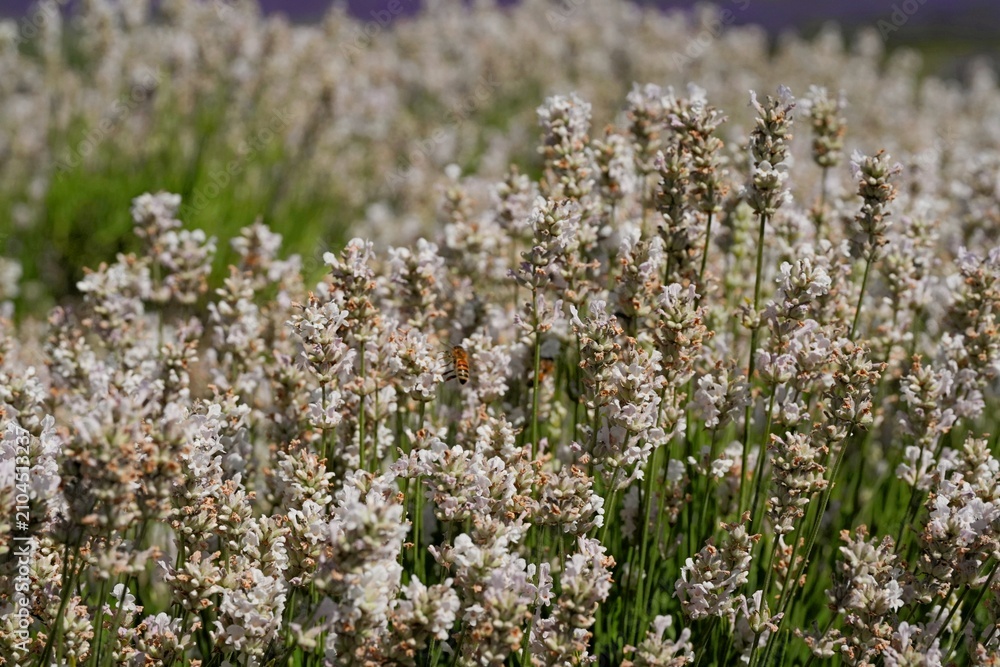 Obraz premium Large dense bush of white lavender flowers. Full frame texture of a field of white flowers. White lavender.