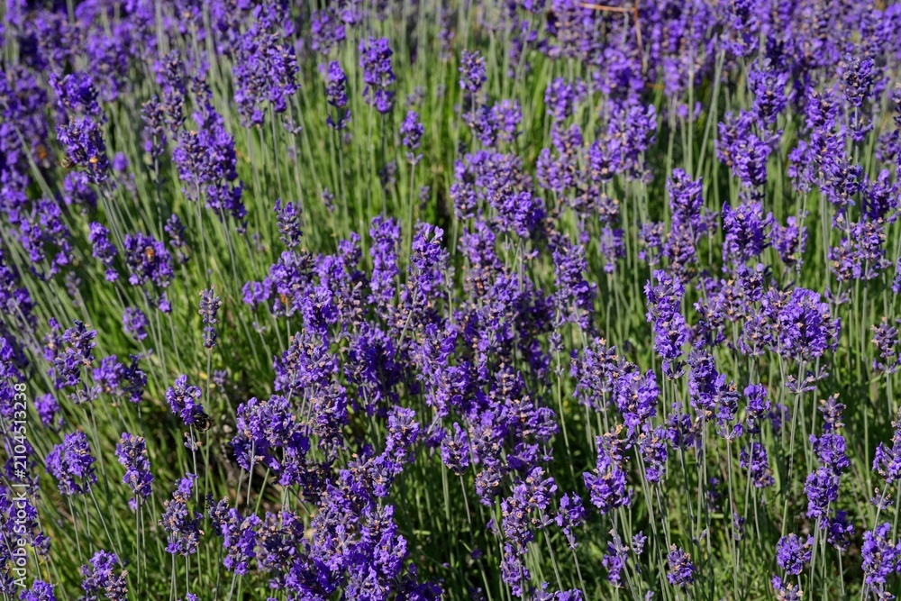 Obraz premium Texture of a blooming lavender field. Lush blooming purple lavender field with shallow depth of field and soft selective focus.
